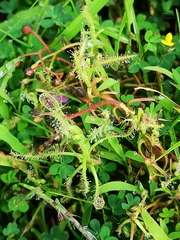 Drosera indica