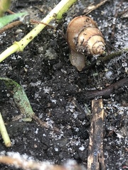 Bulimulus guadalupensis