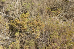 Oedera genistifolia