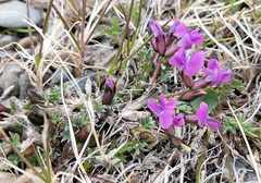 Oxytropis czukotica