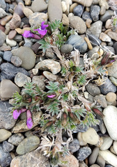 Oxytropis czukotica