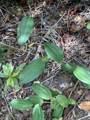 Smilax anceps