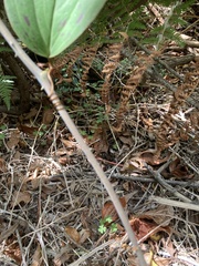 Smilax anceps