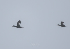 Melanitta stejnegeri