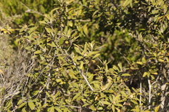 Tarchonanthus littoralis