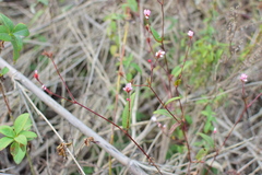 Persicaria hastatosagittata