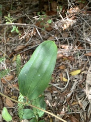 Smilax anceps