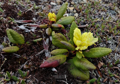 Rhododendron aureum