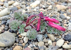 Dicentra peregrina
