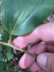 Smilax anceps