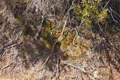 Catagonium nitens maritimum