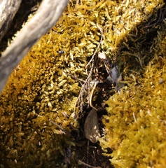 Catagonium nitens maritimum