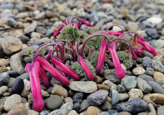 Dicentra peregrina