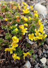 Potentilla elegans
