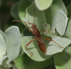 Burtinus notatipennis