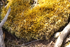 Catagonium nitens maritimum
