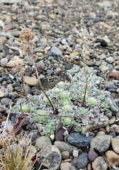 Artemisia glomerata
