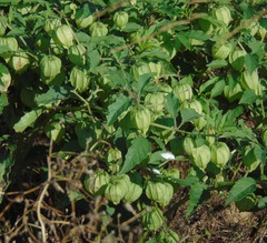 Physalis longifolia subglabrata