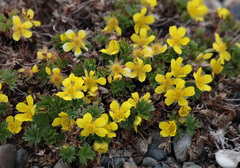 Potentilla elegans