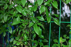 Causonis japonica