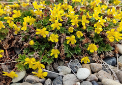 Potentilla elegans