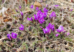Oxytropis czukotica