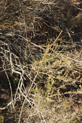 Anginon difforme