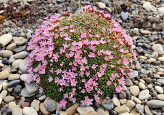 Androsace ochotensis