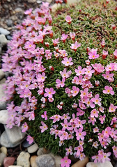 Androsace ochotensis