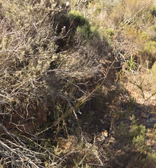 Anginon difforme