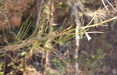 Anginon difforme