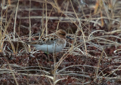 Calidris pygmaea