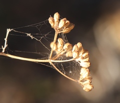Anginon difforme