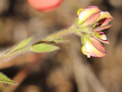 Polygala pubiflora