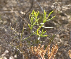 Asparagus striatus