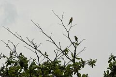 Psittacula alexandri