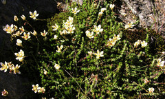 Saxifraga bryoides