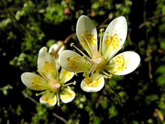 Saxifraga bryoides
