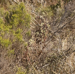 Hermannia lavandulifolia