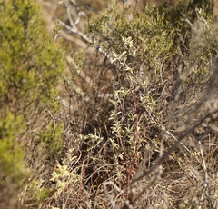 Hermannia lavandulifolia