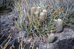Echinocereus pectinatus pectinatus