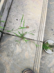 Digitaria sanguinalis