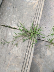 Digitaria sanguinalis