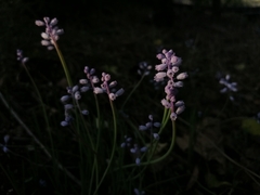 Muscari parviflorum