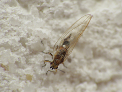 Trioza urticae