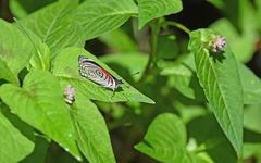 Diaethria