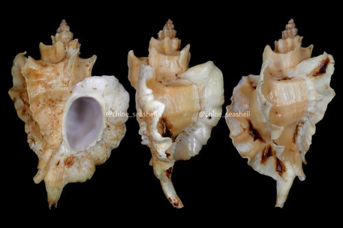 Pteropurpura adunca, 2022-07-19