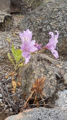 Alstroemeria violacea