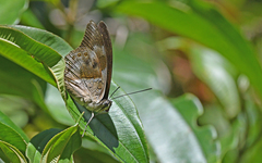 Archaeoprepona chromus