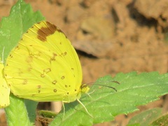 Eurema hecabe solifera
